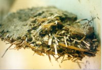 Maaseik. Torchis. Maison bourgeoise du XVIIIe s